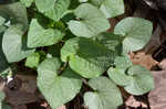 Northern woodland violet